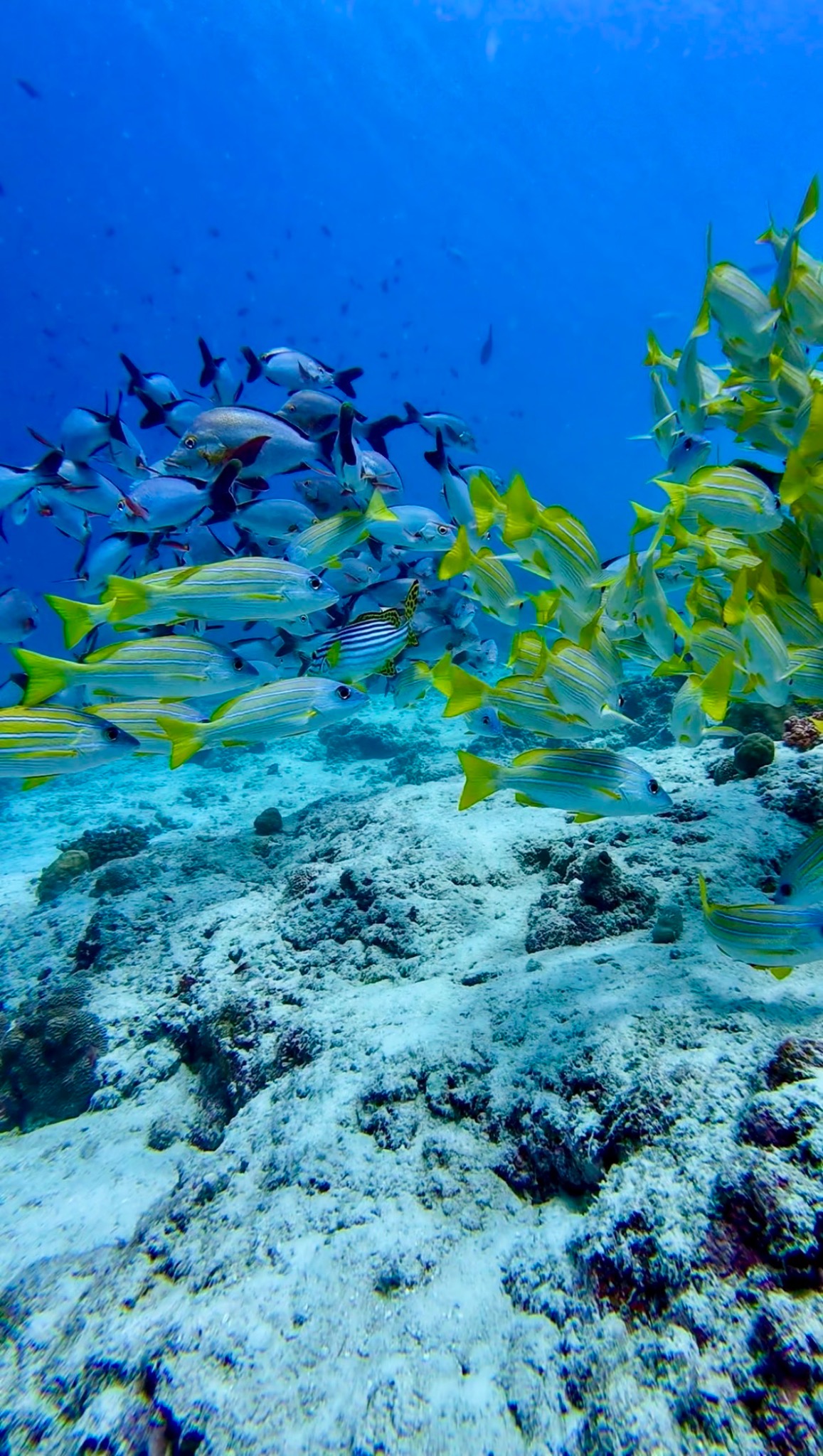 School of reef fish over coral in clear blue water in the Maldives